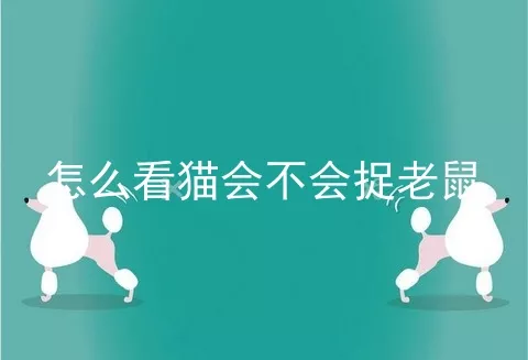 怎么看猫会不会捉老鼠