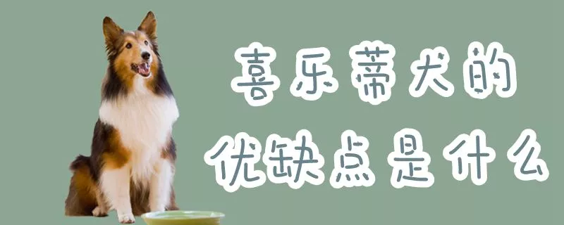 喜乐蒂犬的优缺点是什么