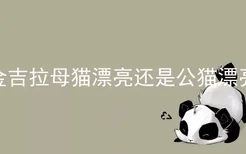 金吉拉母猫漂亮还是公猫漂亮