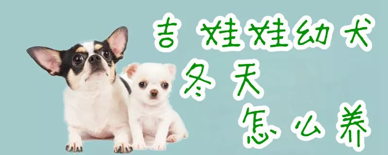 吉娃娃幼犬冬天怎么养1