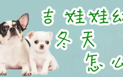 吉娃娃幼犬冬天怎么养