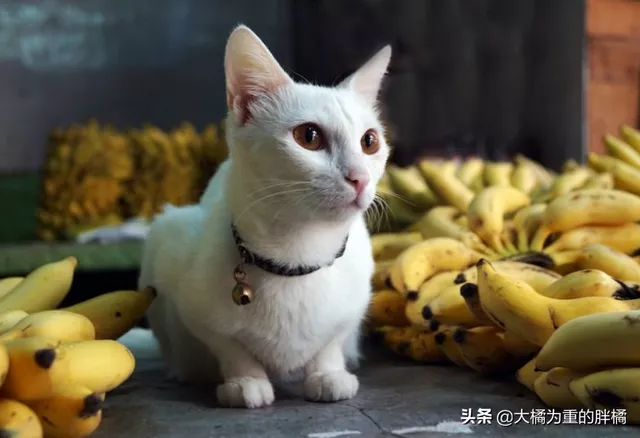 猫咪可以吃香蕉吗(猫咪能不能吃香蕉)