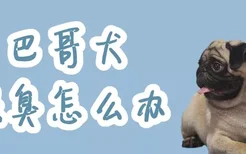 巴哥犬很臭怎么办