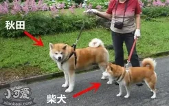 秋田犬和柴犬的区别 一张图告诉你