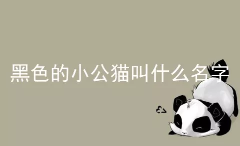 黑色的小公猫叫什么名字