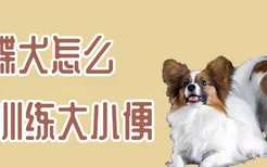 蝴蝶犬怎么训练大小便