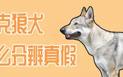 捷克狼犬怎么分辨真假