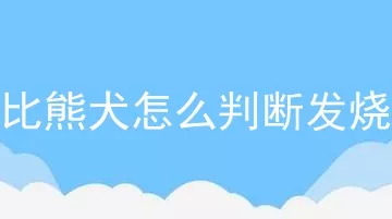 比熊犬怎么判断发烧