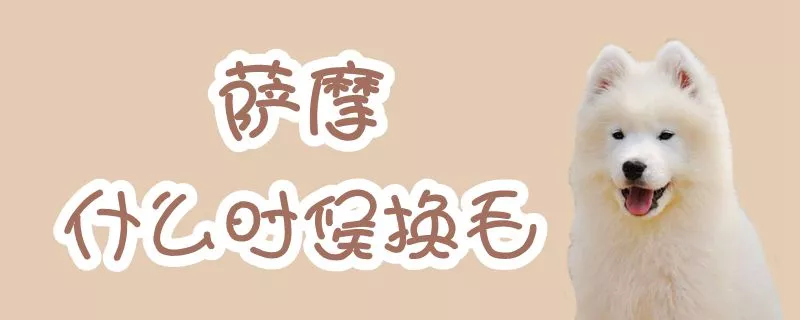 萨摩什么时候换毛