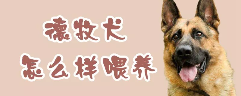 德牧犬怎么样喂养