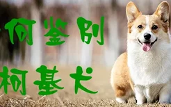 如何鉴别柯基犬