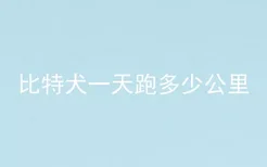 比特犬一天跑多少公里