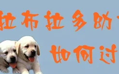 拉布拉多幼犬如何过冬