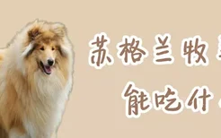 苏格兰牧羊犬能吃什么