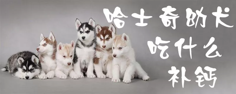 哈士奇幼犬吃什么补钙1