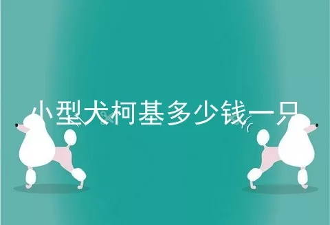 小型犬柯基多少钱一只