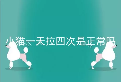 小猫一天拉四次是正常吗