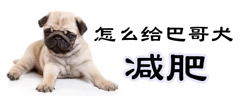 怎么给巴哥犬减肥