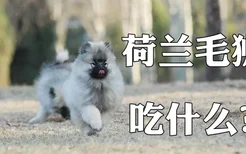 荷兰毛狮犬吃什么