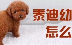 泰迪幼犬怎么选