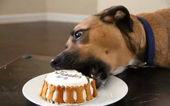 狗狗饮食禁忌 狗狗饮食如何均衡营养