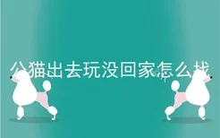 公猫出去玩没回家怎么找