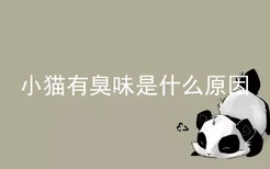 小猫有臭味是什么原因