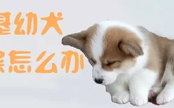 柯基幼犬吃屎怎么办