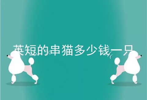 英短的串猫多少钱一只