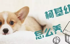 柯基幼犬怎么养