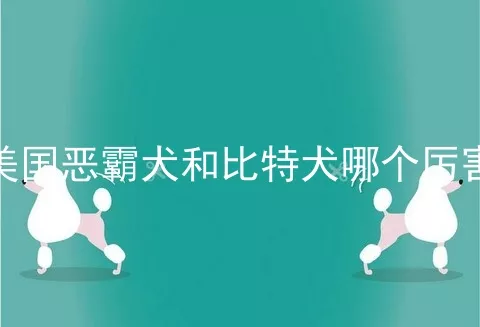 美国恶霸犬和比特犬哪个厉害