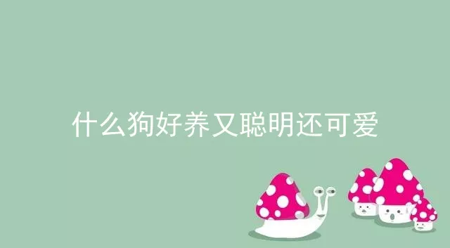 什么狗好养又聪明还可爱