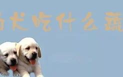 幼犬吃什么蔬菜