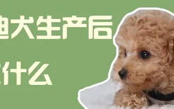 泰迪犬生产后吃什么