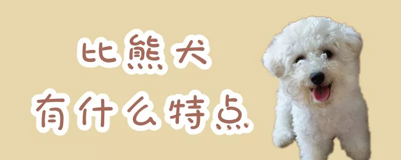 比熊犬有什么特点