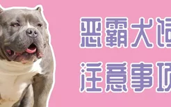 恶霸犬饲养注意事项