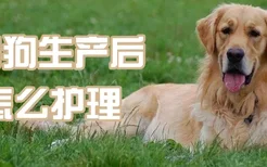 狗狗生产后怎么护理