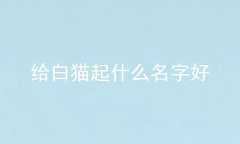 给白猫起什么名字好