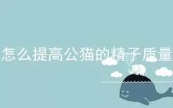 怎么提高公猫的精子质量