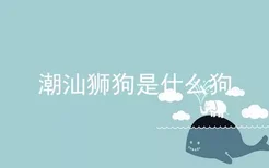 潮汕狮狗是什么狗