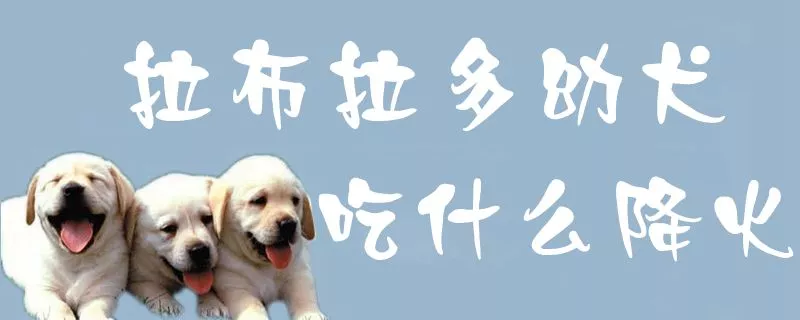 拉布拉多幼犬吃什么降火1