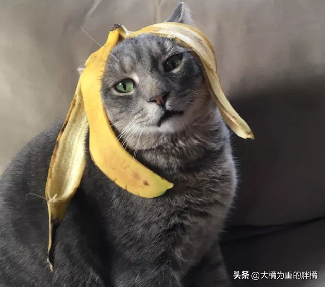 猫咪可以吃香蕉吗(猫咪能不能吃香蕉)