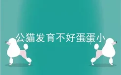 公猫发育不好蛋蛋小