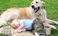 什么狗适合家里有小孩子的养 谁说狗不能和小孩和谐相处！