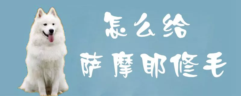 怎么给萨摩耶修毛1