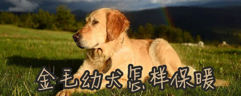 金毛幼犬怎样保暖