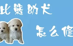 比熊幼犬怎么修毛