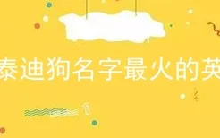 公泰迪狗名字最火的英文