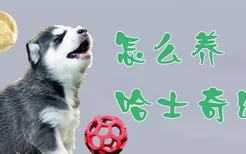 怎么养哈士奇幼犬