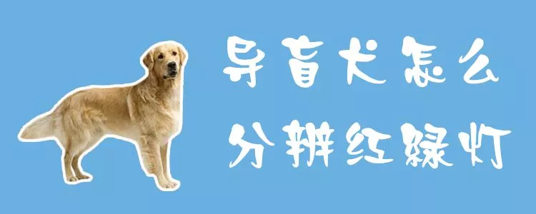 导盲犬怎么分辨红绿灯1